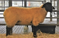 365752063_808696937709225_7268173238697748534_n-roscommon-premier-0360gns