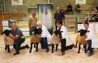 Sheep-showSale-Roscrea-3-7-24-11