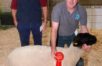Sheep-showSale-Roscrea-3-7-24-14