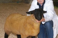 Sheep-showSale-Roscrea-3-7-24-3