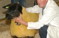 Sheep-showSale-Roscrea-3-7-24-4
