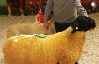 Sheep-showSale-Roscrea-3-7-24-58