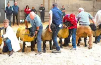 2025-suffolk-sheep-01-scaled