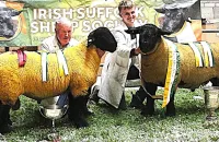 2025-suffolk-sheep-02-scaled