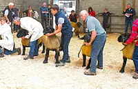 2025-suffolk-sheep-03