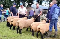 2025-suffolk-sheep-04