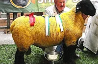 2025-suffolk-sheep-06