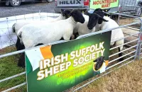 2025-suffolk-sheep-07