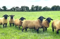 2025-suffolk-sheep-08