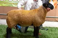 2025-suffolk-sheep-09