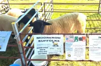 2025-suffolk-sheep-12