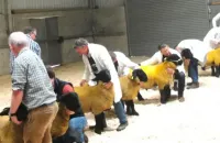 2025-suffolk-sheep-13-scaled