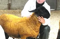 2025-suffolk-sheep-15