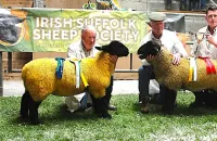 2025-suffolk-sheep-18