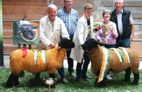 2025-suffolk-sheep-21