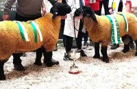 2025-suffolk-sheep-22