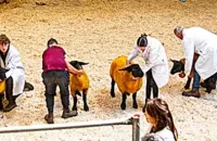2025-suffolk-sheep-24