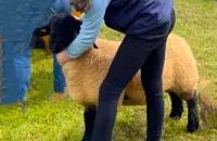 2025-suffolk-sheep-25