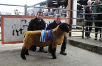 Ballinrobe-Show-Sale-020