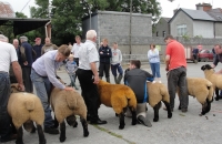 athenry 2013 009